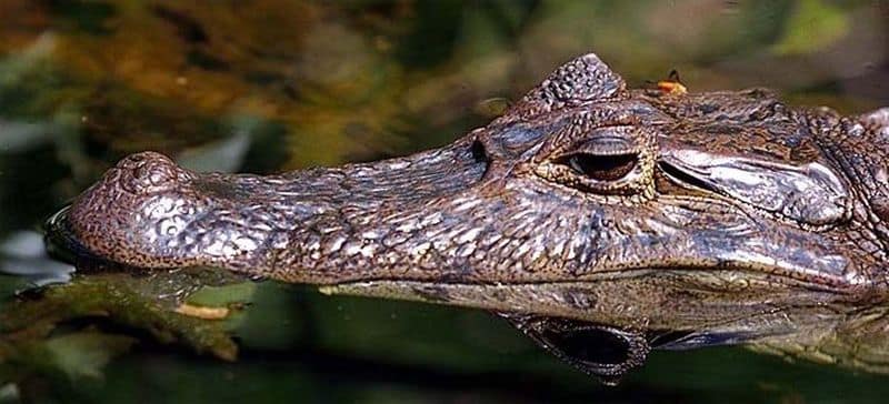 reptiles-caiman-costa-rica-decouverte