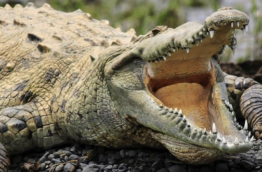 reptiles-crocodile-americain-1-costa-rica-decouverte