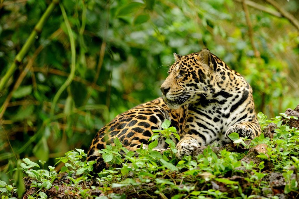 felins-jaguar-1-costa-rica-decouverte