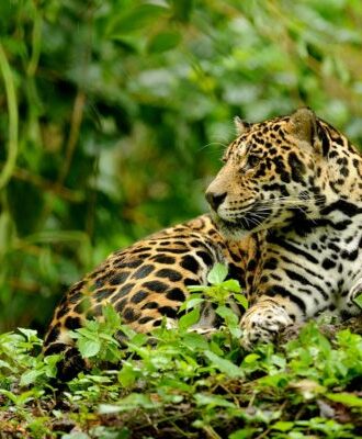 felins-jaguar-1-costa-rica-decouverte
