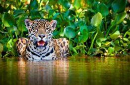 felins-jaguar-costa-rica-decouverte