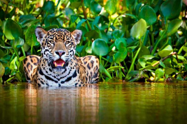 felins-jaguar-costa-rica-decouverte