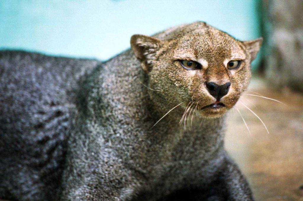 felins-jaguarundi-costa-rica-decouverte