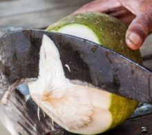 fruits tropicaux coco costa rica decouverte
