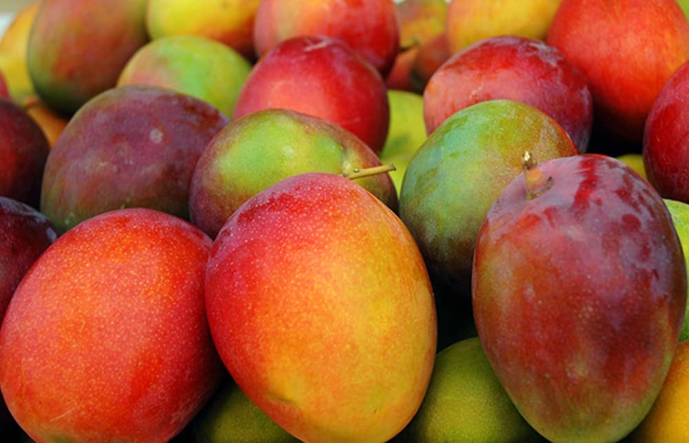 fruits-tropicaux-mangue-costa-rica-decouverte
