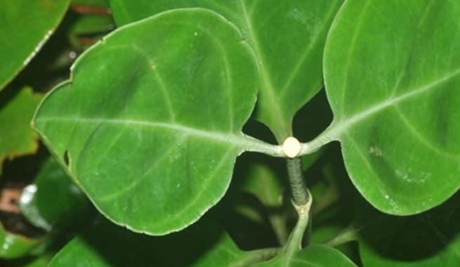 plante-endemique-tachia-blancoi-1-costa-rica-decouverte