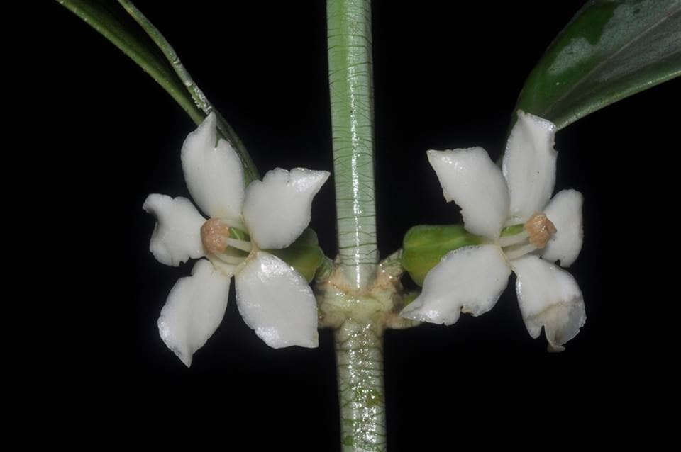 plante-endemique-tachia-blancoi-costa-rica-decouverte
