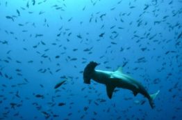 sanctuaire-de-requins-requin-marteau-costa-rica-decouverte