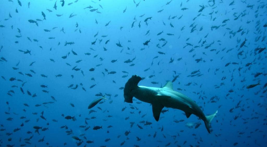 sanctuaire de requins requin marteau costa rica decouverte