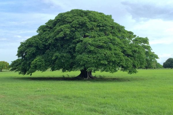 arbre guanacaste costa rica decouverte