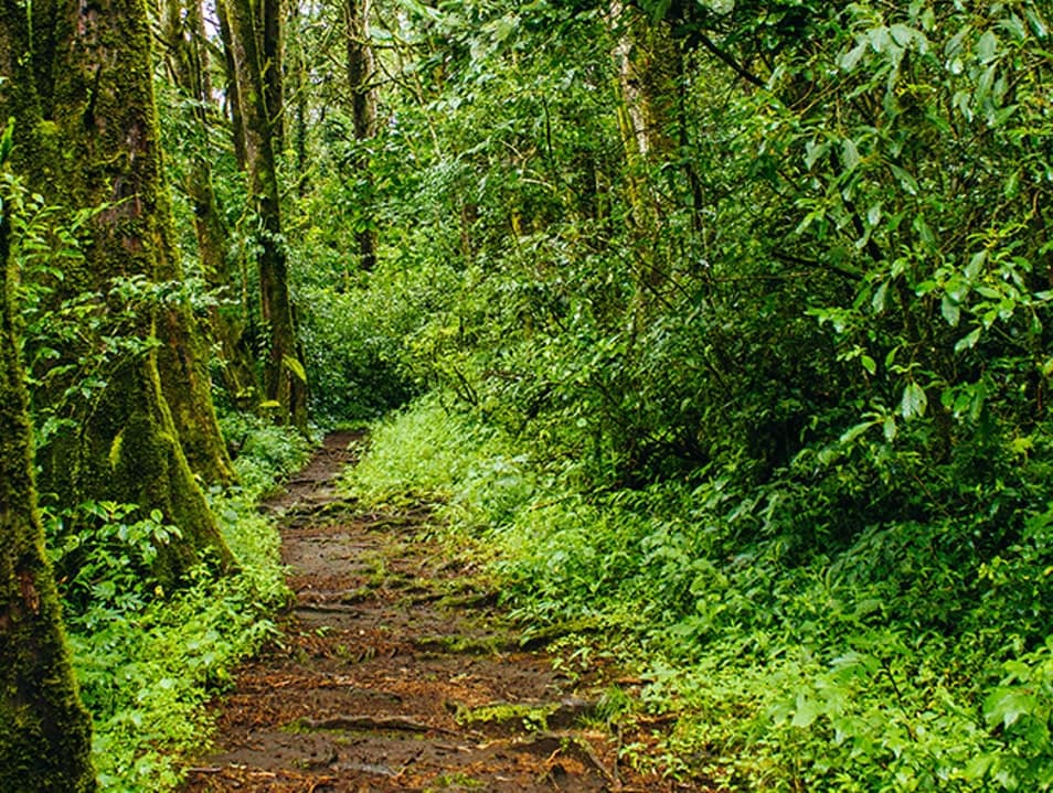 san-rafael-de-heredia-bosque-de-la-hoja-costa-rica-decouverte