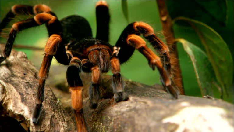 tarentule costa rica decouverte