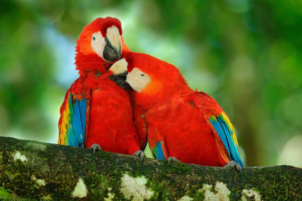 animaux ara ecarlate costa rica decouverte