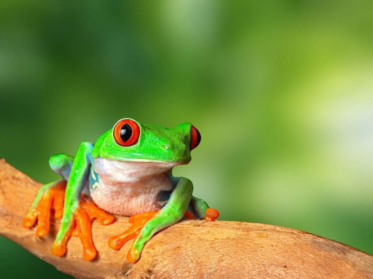 animaux grenouille costa rica decouverte
