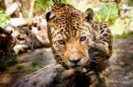 Les 9 animaux que vous devez voir au Costa Rica (2ème partie)