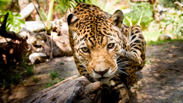 animaux jaguar costa rica decouverte