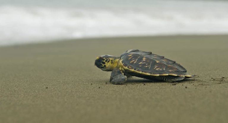 animaux tortue costa rica decouverte