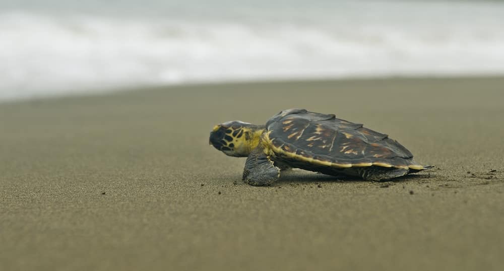 animaux-tortue-costa-rica-decouverte