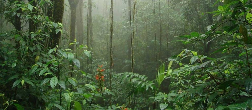paix-reserve-biologique-monteverde-costa-rica-decouverte