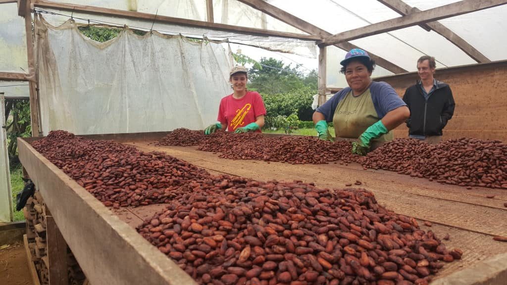 upala-cacao-costa-rica-decouverte