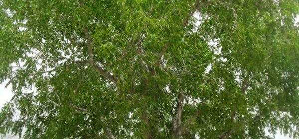 arbre-cedro-amargo-costa-rica-decouverte