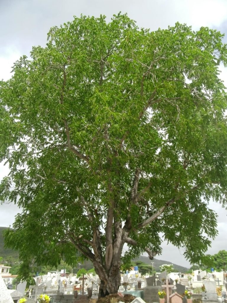 arbre-cedro-amargo-costa-rica-decouverte
