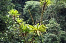 Au près de mon arbre – Liste non exhaustive des arbres du Costa Rica (1/4)