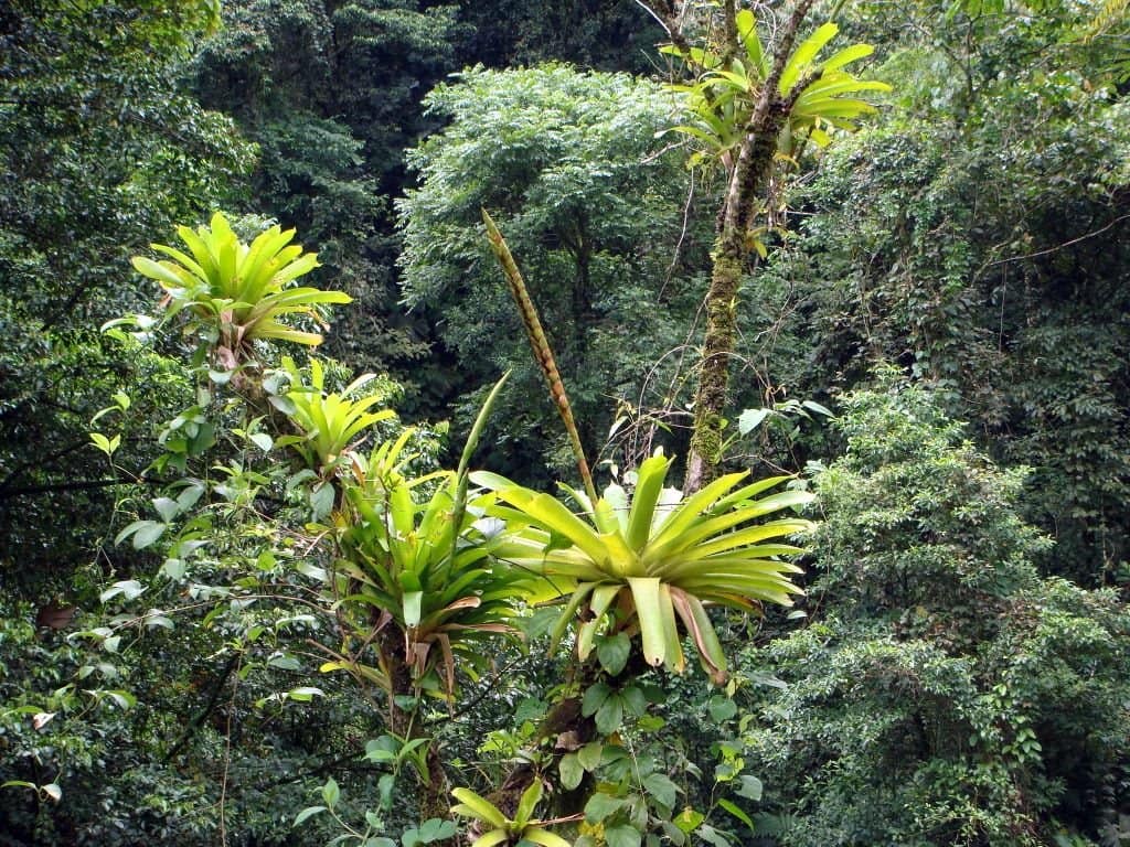 arbre-costa-rica-decouverte