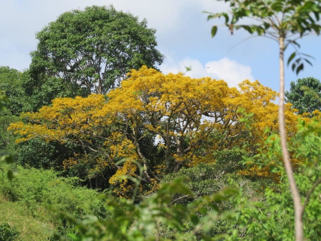 arbre-cristobal-costa-rica-decouverte