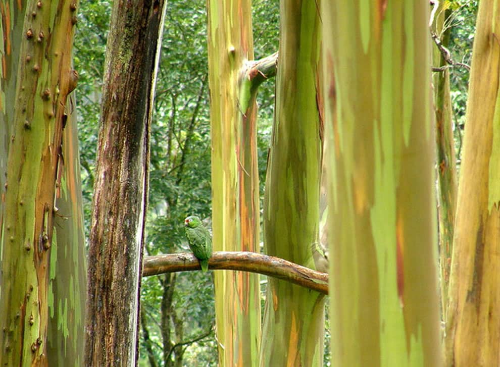 arbre-eucalipto-costa-rica-decouverte