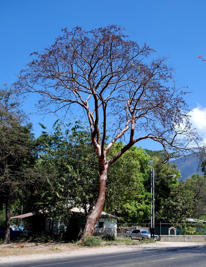 arbre-indio-desnudo-costa-rica-decouverte