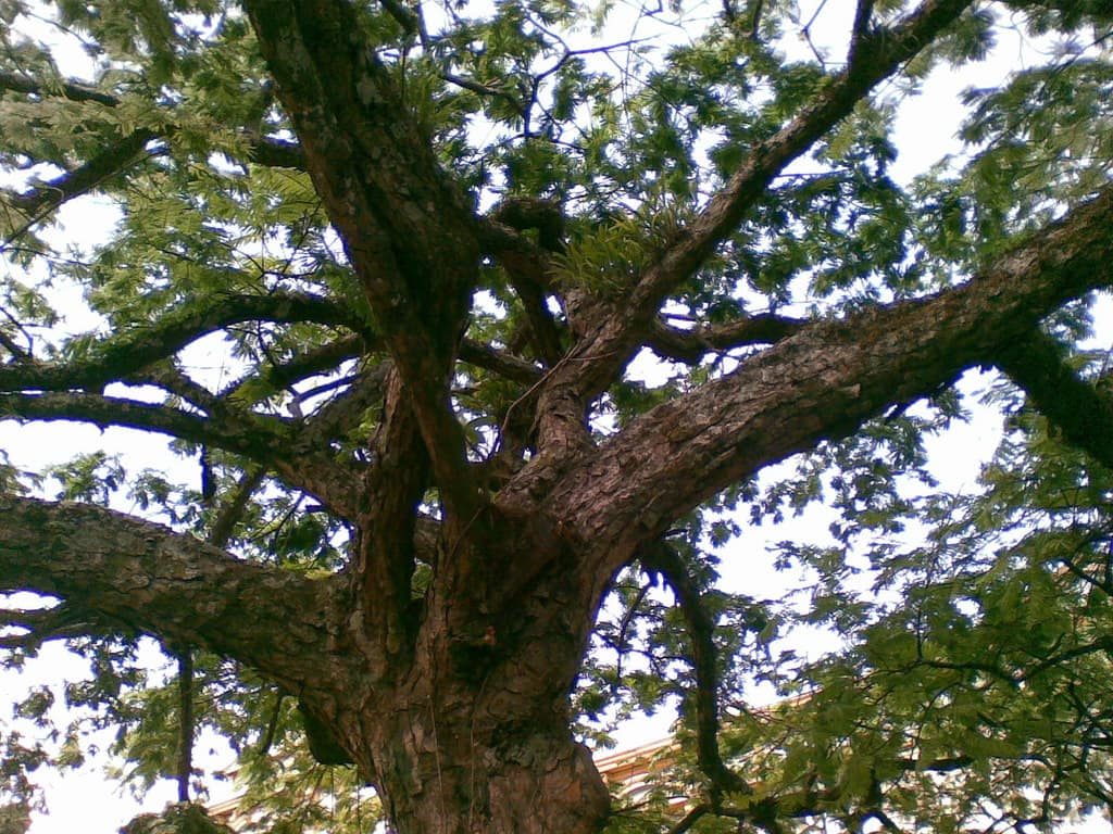arbre-lorito-costa-rica-decouverte