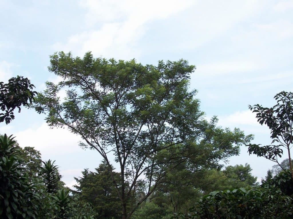 arbre-madero-negro-costa-rica-decouverte