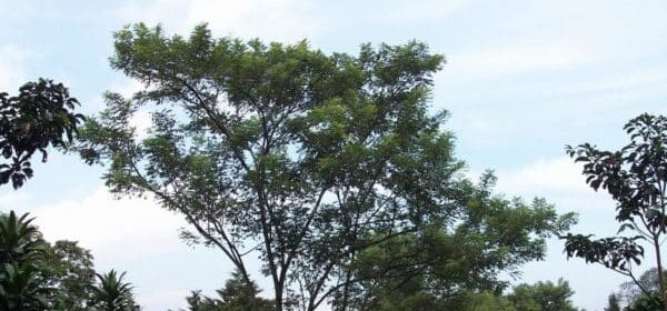 arbre-madero-negro-costa-rica-decouverte