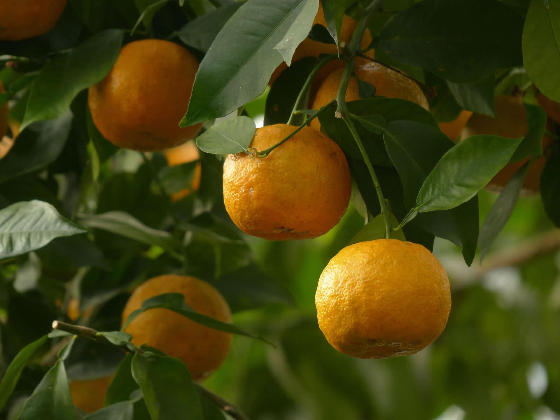 arbre-naranja-agria-costa-rica-decouverte