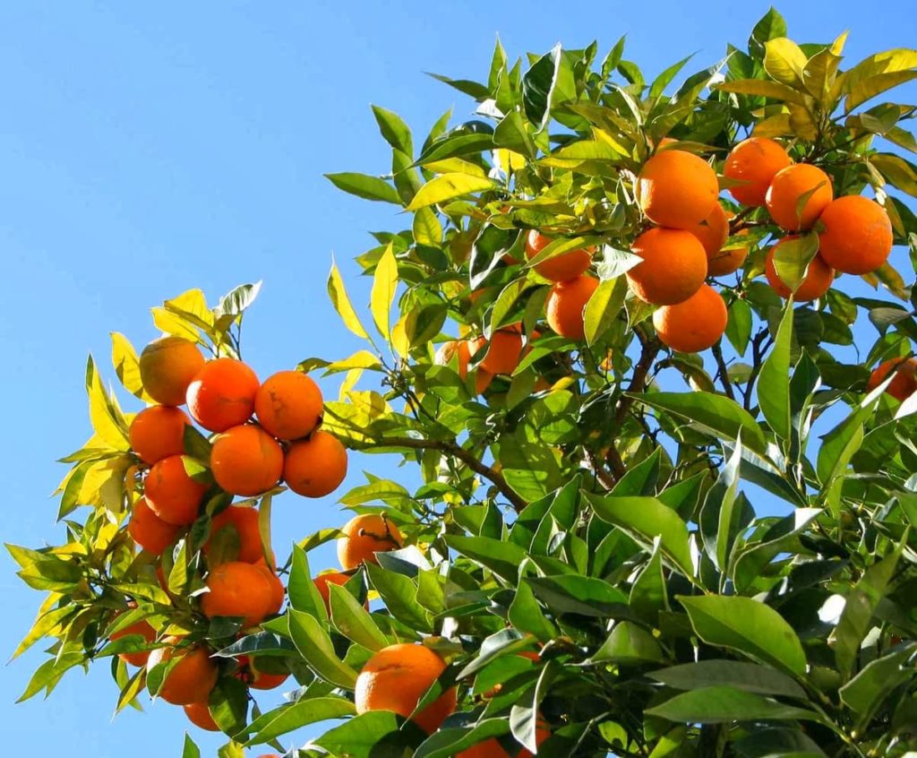 arbre-naranja-ducle-costa-rica-decouverte