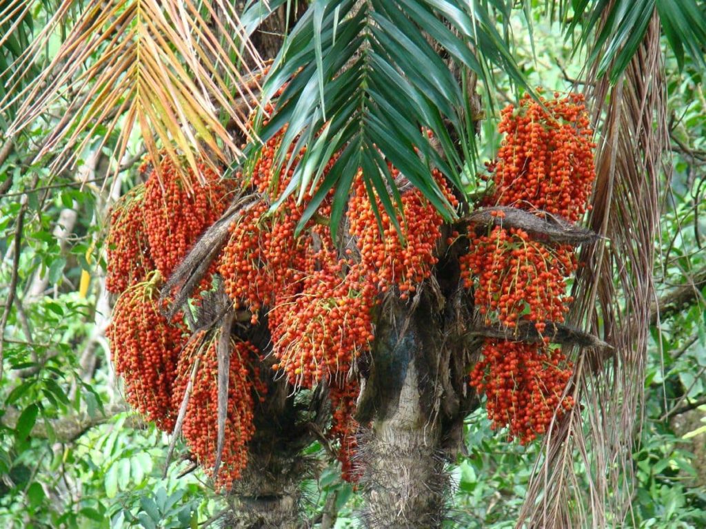 arbre-pejbaye-costa-rica-decouverte