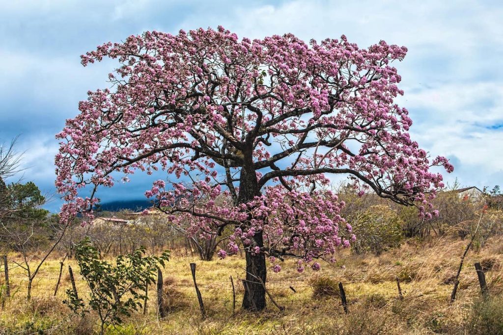 arbre-roble-de-sabana-costa-rica-decouverte
