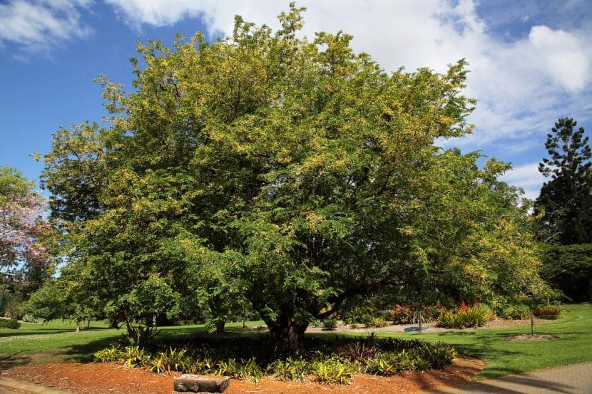 arbre-tamarindo-costa-rica-decouverte
