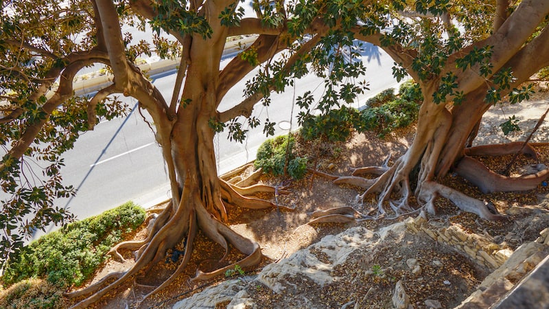 Ficus benjamina- Laurel de la india