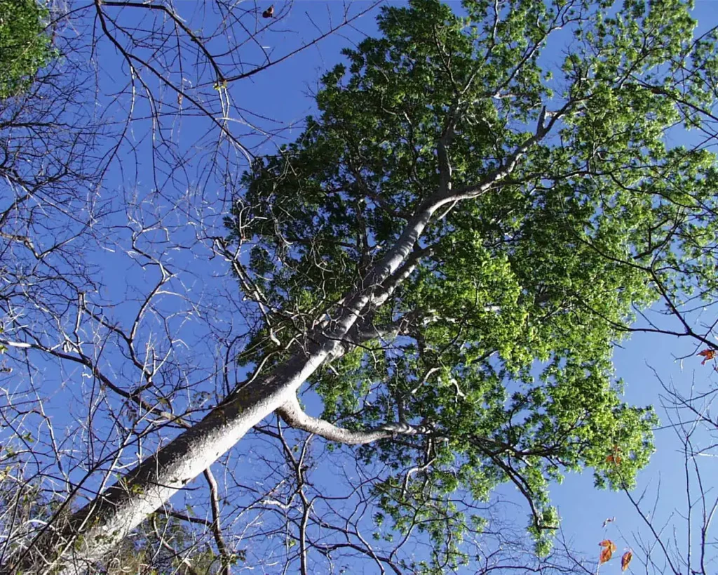 Arbre Ron Ron Astronium graveolens