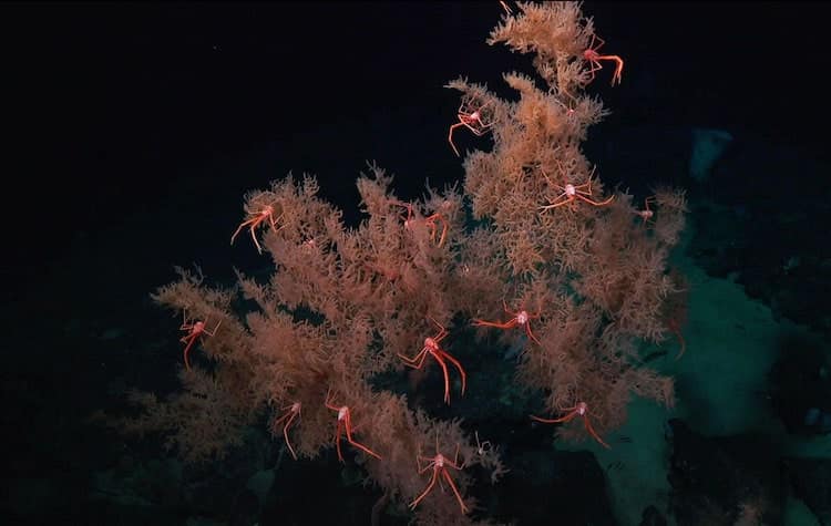 especes marines corail noir costa rica decouverte