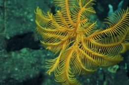 Scientists discover 8 new marine species in Costa Rica