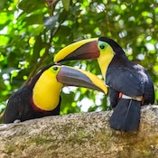 LE toucan tocard ou Ramphastos ambiguus