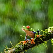 faune grenouille yeux rouges pluie is costa rica decouverte