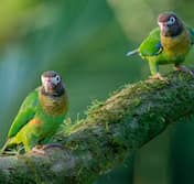 Les couples de perruches au Costa Rica