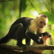 faune singe capucin is costa rica