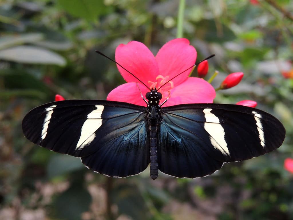 papillons corales mariposa costa rica decouverte