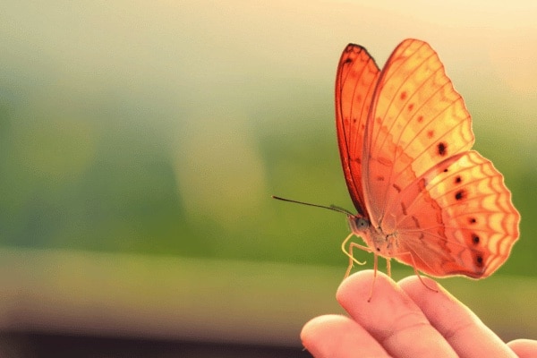 papillons spirogyra costa rica decouverte