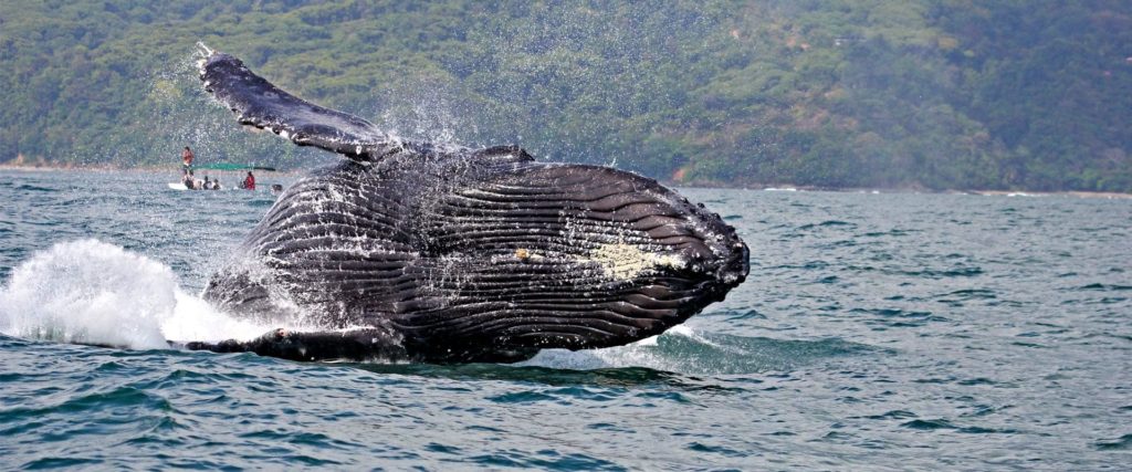 plongee-baleine-bosse-saut-costa-rica-decouverte